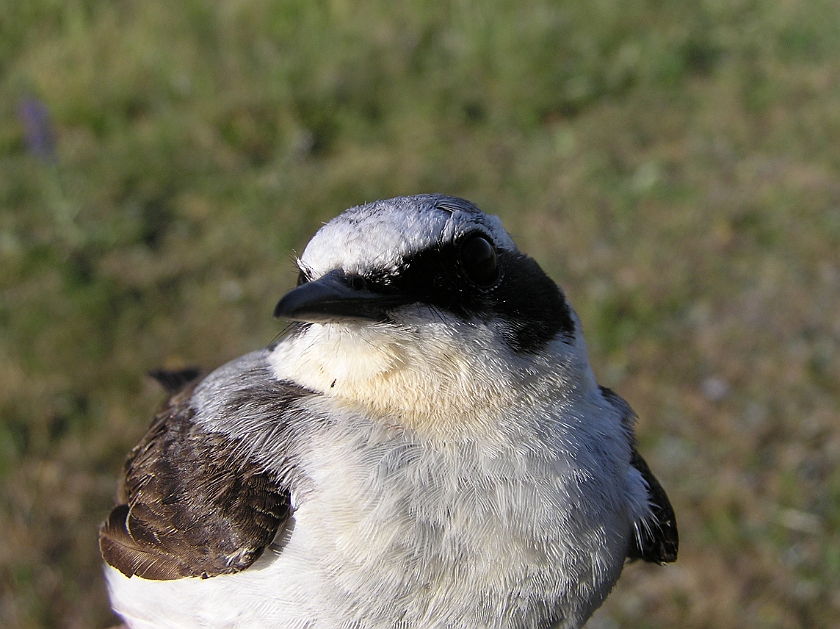 Northern Wheatear, Sundre 20080602